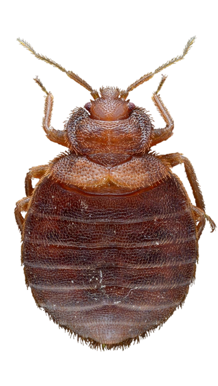 bed bug
