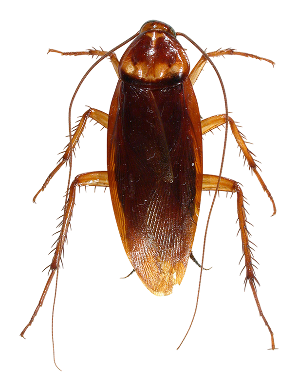 cockroach