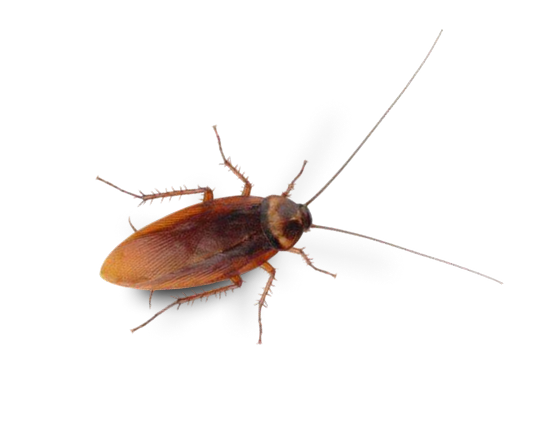 cockroach