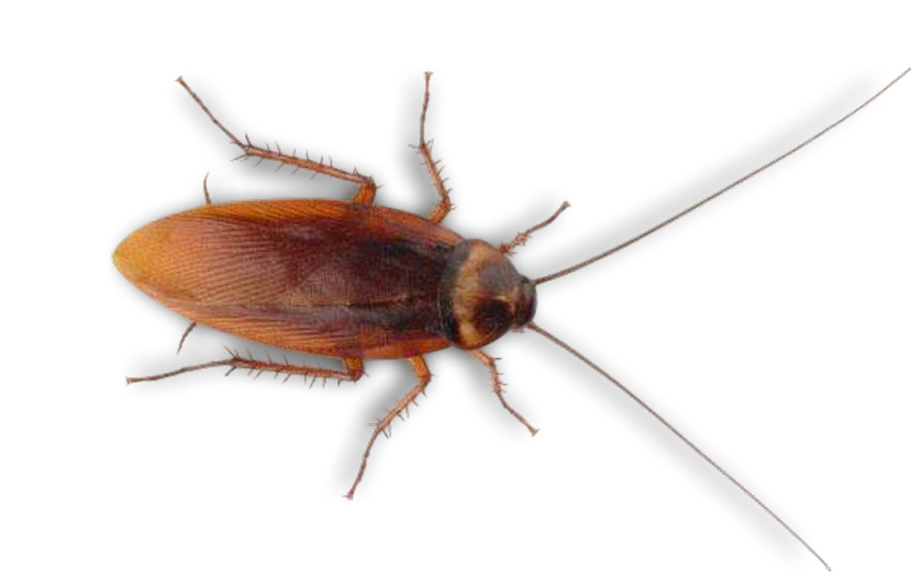 cockroach