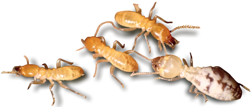 termite