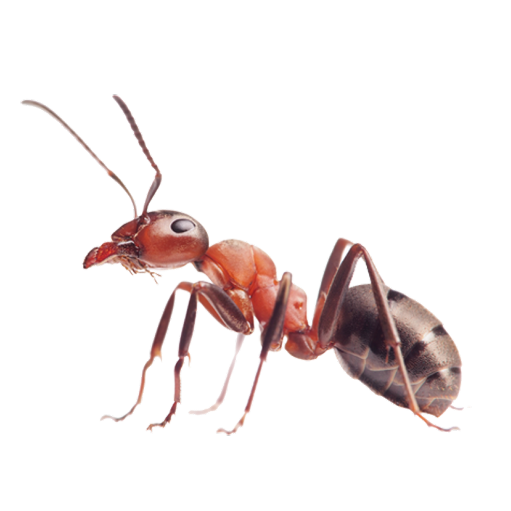 Ant
Control
