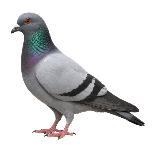 Bird
Control