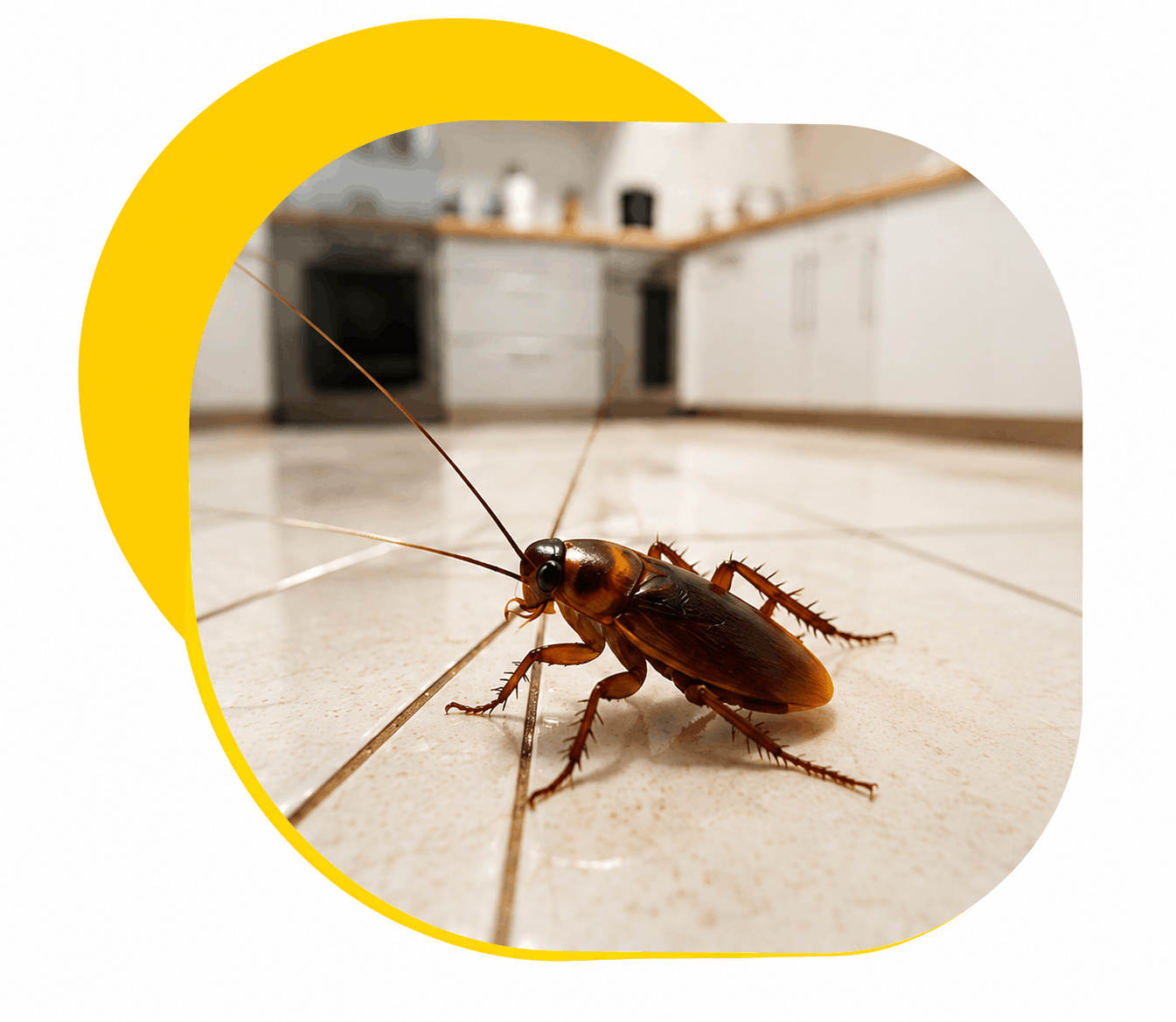 cockroach