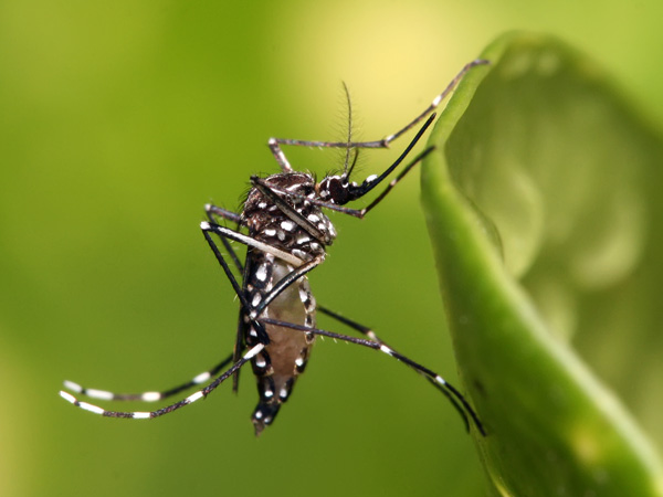 Aedes-Mosquito