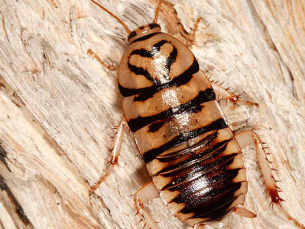 Australian-Cockroach