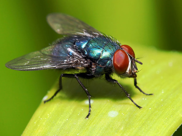 Blow-Fly