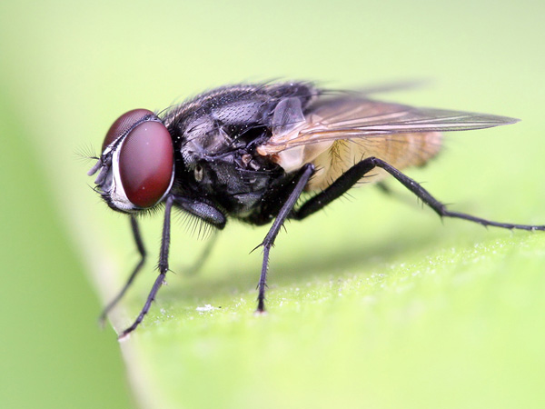 Information on Flies Diseases Caused By Flies Orion