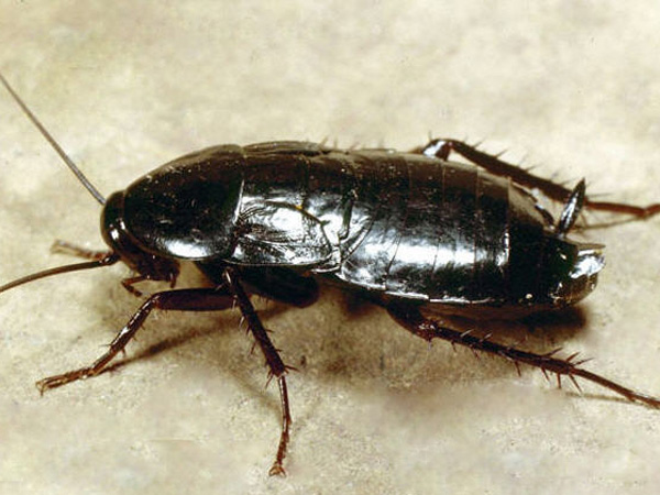 Oriental-Cockroach