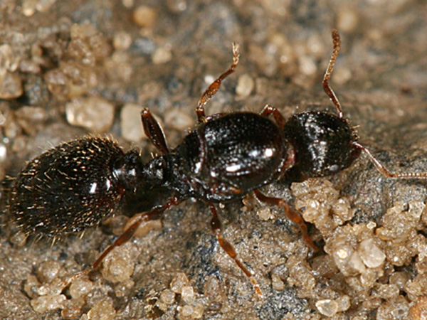 Pavement-Ants