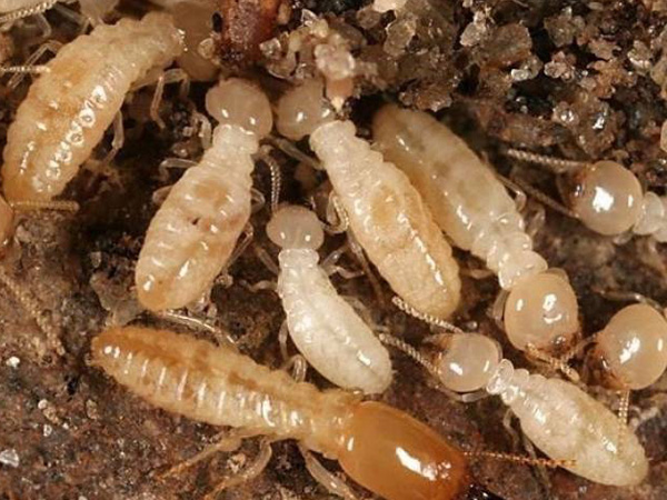Subterranean-Termites