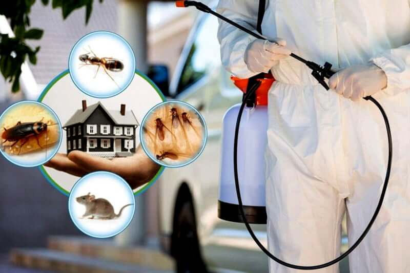 Bed Bug Heat Treatment