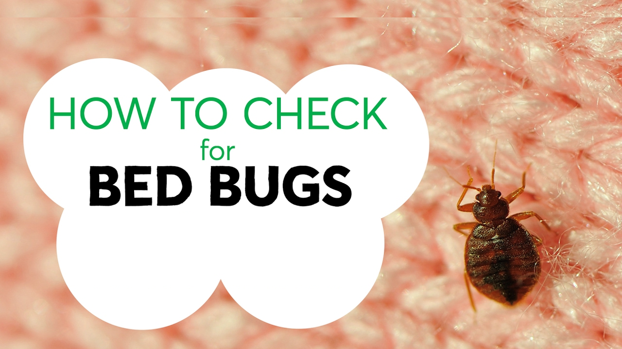 ways for find bed bugs