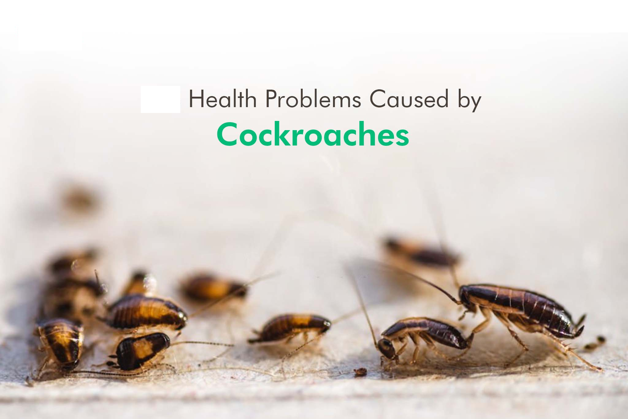 cockroach diseases impact on health