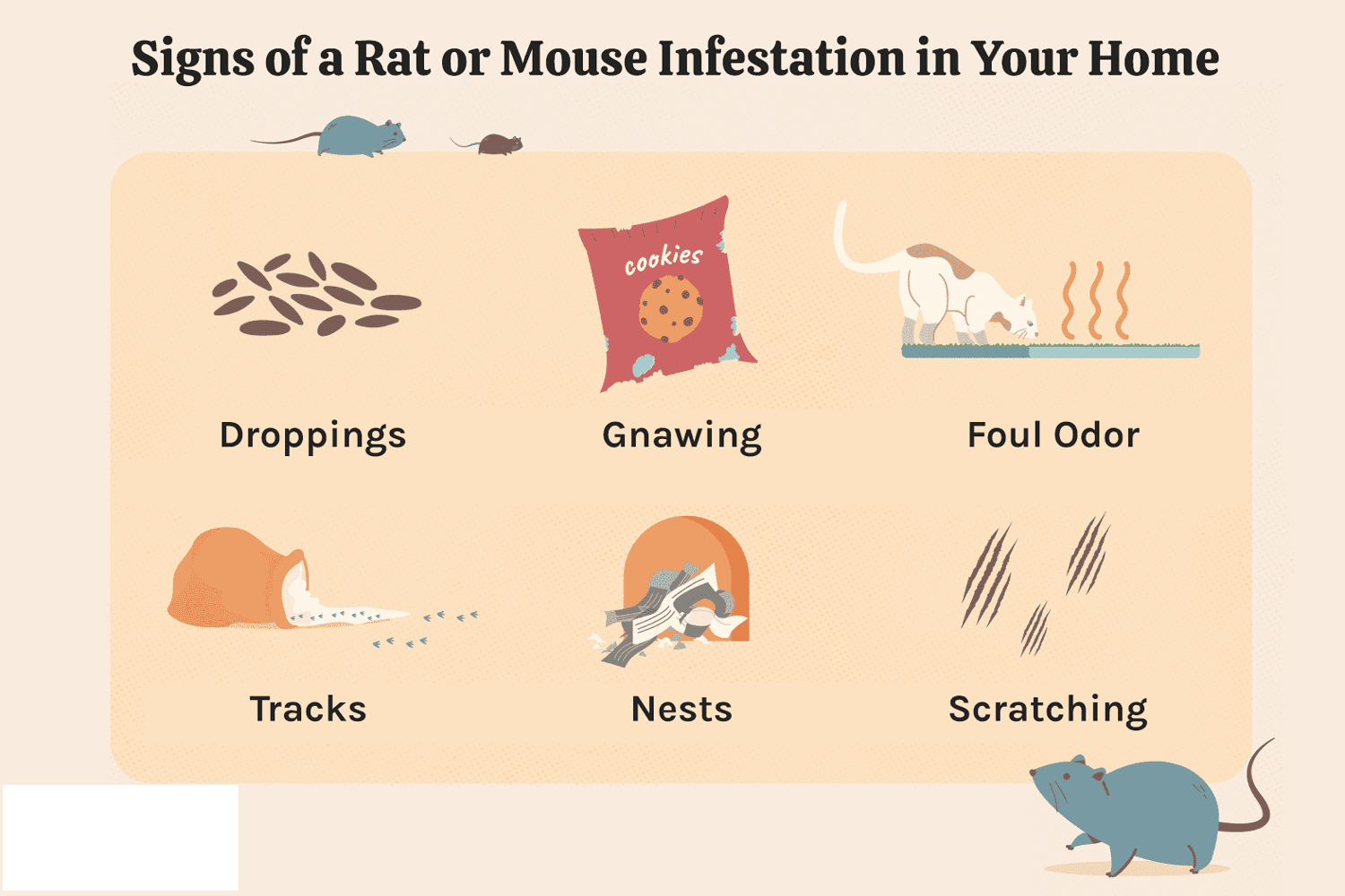 signs of rat infestation