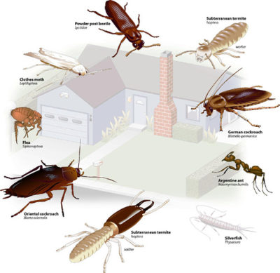 common household pests in house
